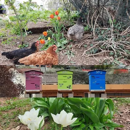 Proche Centre Ville, 4 Etoiles Avec Piscine ディジョン